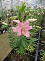 [4225 Ficini No01.JPG]